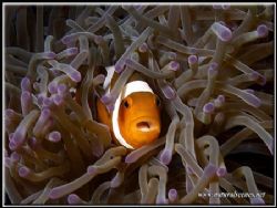 Not all Clown Fish are as innocent as Nemo, this one look... by Yves Antoniazzo 